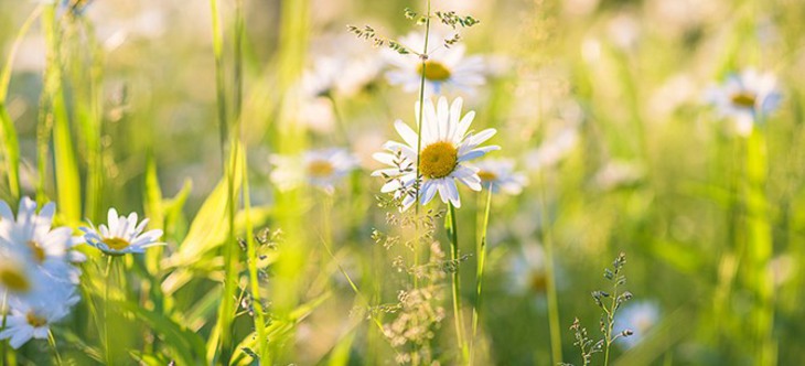 Sommarbild